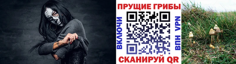 Псилоцибиновые грибы Psilocybine cubensis Власиха